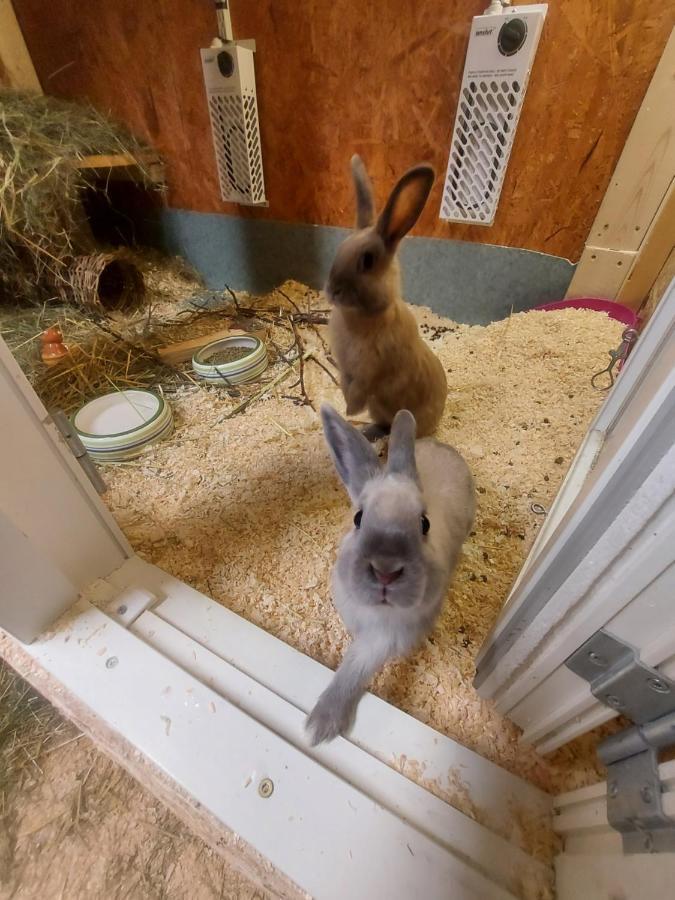 Apartament Fantgrenda Overnatting Os (Hedmark) Zewnętrze zdjęcie